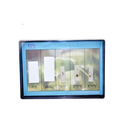 Biological experiment of cucurbits life history specimen experiment teaching instrument