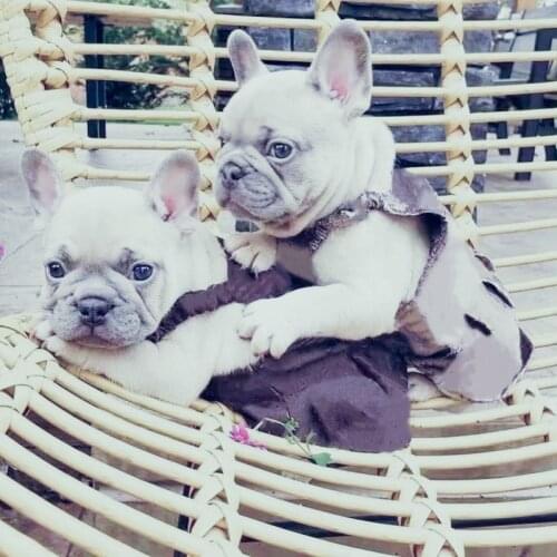 Fashion French Bulldog Skirt Dress Pet Dog Summer Clothes Small Medium Dogs Puppy Schnauzer Yorkie Pug Corgi Clothing ZLC33