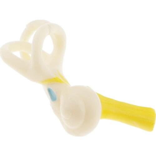 5x Ear Semicircular Canal Cochlear Model for Study Display