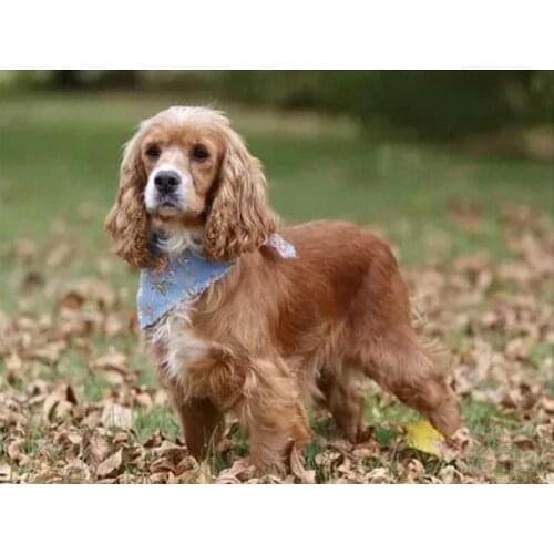 Diy 5d diamond painting British cocker spaniel diamond embroidery pattern full square drill picture of rhinestones C671
