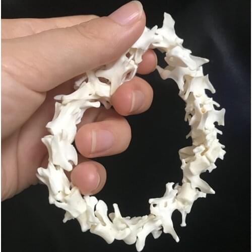 A set of Real mink spine specimens education medical research animal bones Halloween home decorations party bar decorations