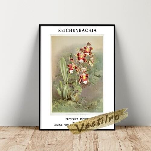 Henry Frederick Sander Flora Poster, Odontoglossum Harryanum Illustration, Reichenbachia Orchids Plant Flowers Leaf Wall Picture