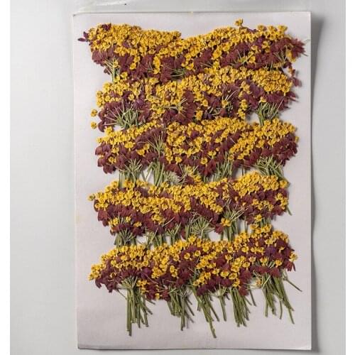 250pcs Pressed Dried Flower Dancing Codariocalyx Herbarium For Epoxy Jewelry Bookmark Phone Case Makeup Nail Art Craft DIY