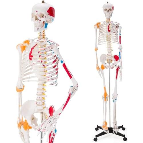 170CM Human Skeletal Model with Muscle and Ligament Skeleton Joint Ligaments Human Skeletal Anatomy Studies