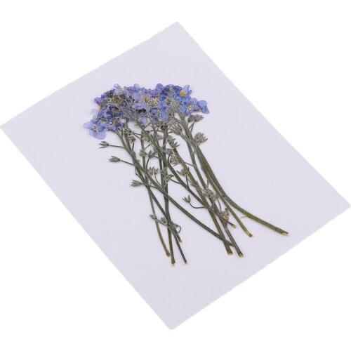 10Pcs Pressed forget-me-not Press Dried Flower Real Dried Flower Plant Specimen