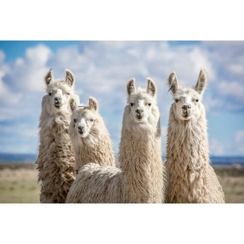 JMINE Div 5D Llama Alpaca Full Diamond Painting cross stitch kits art High Quality Animal 3D paint by diamonds