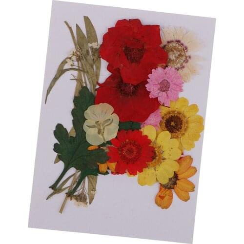 1 Set Multiple Mixed Pressed Flowers Rose Daisy Larkspur Myosotis Real Dried Flowers for Resin Casting Jewelry Making Crafts