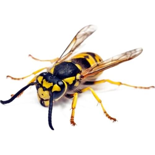 4PCS 3D Car Stickers Creative Insect Scratches For Hood Side Tail Door Decoration Motorcycle Bicycle Auto Decoration Accessories