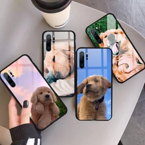 Cute golden retriever dog Phone Case Tempered glass For Huawei Honor 7A 8X 9 10 v10 P30 20 9 10 Pro Plus Lite mate 10 20 pro