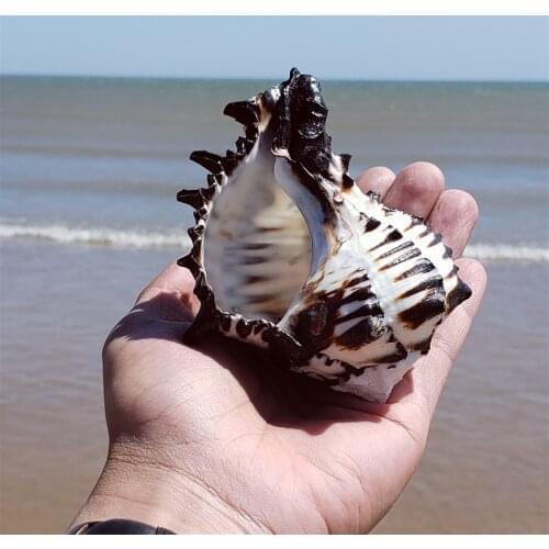 12-13 cm Natural Super Large Conch Shell Black Zebra Murex American Black Murex Fish Tank Landscaping Home Decoration Gifts