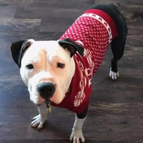 Classic Red Cat Dog Christmas Knitted Sweater Holiday Printed Pullover Pet Clothes For Dogs Puppy Kitten