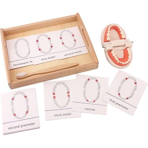 Montessori Kids Simulated Brush Tooth Toys with Recognition Cards Set Brushing Training Toy Basic Life Skill Practice Training