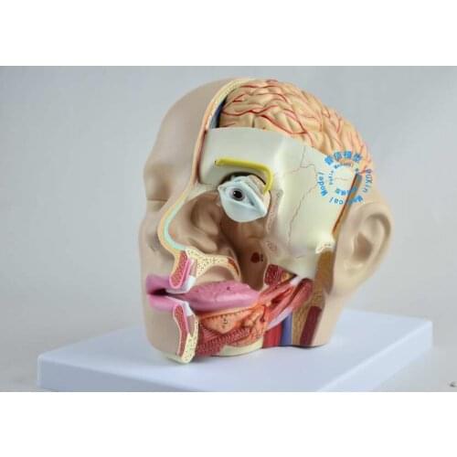 Free shipping&Head anatomy model of brain model of 4 parts of brain anatomical model of medical model