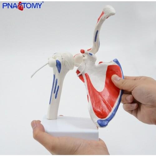 Flexible and Detachable Human Shoulder Joint Model with Muscle Painted Medical Teaching Tool Anatomical Equipment Life Size