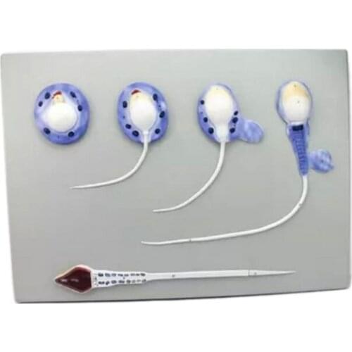 Human Male Reproductive System Sperm Develop Model