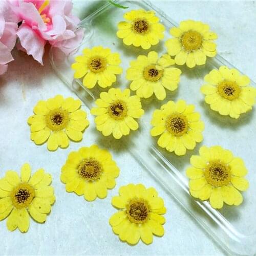 12pcs 20-25mm Pressed Dried Yellow Chrysanthemum Multicaule Flower Plant Herbarium For Jewelry Postcard Bookmark Phone Case DIY