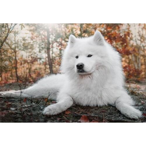 Diamond Embroidery Samoyed Dog picture of Rhinestone Mosaic 5D DIY Diamond Painting Full square /Round Handmade Decor Art FG1119