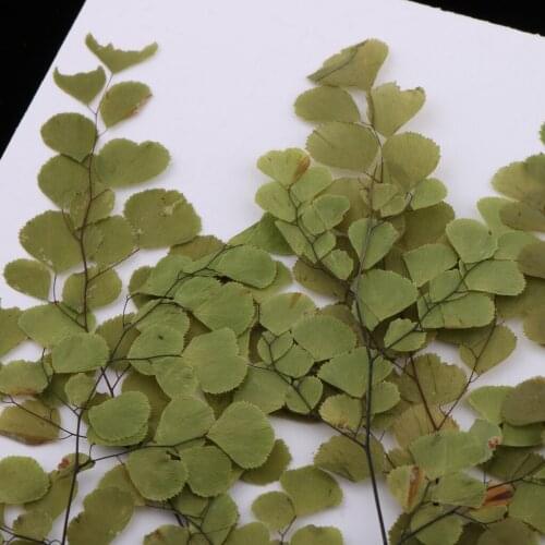 10 Packs Pressed Flowers Adiantum Set Dried Real Floral DIY Craft Gift