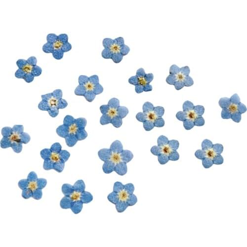 20Pcs Pressed Flowers Petals Real Natural Dried Flower for DIY Floral Decor