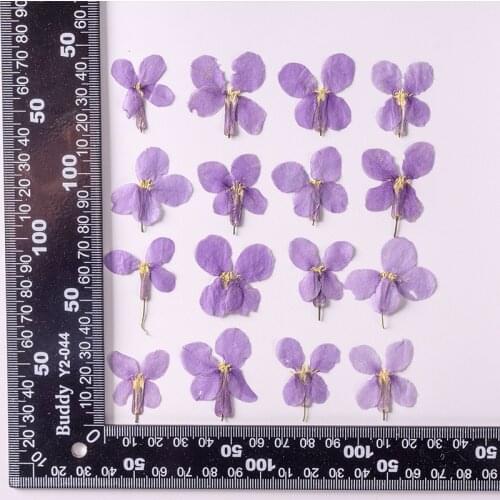 120pcs Pressed Dried Orychophragmus Violaceus Flower Plants Herbarium For Epoxy Resin Jewelry Making Makeup Nail Art Craft DIY