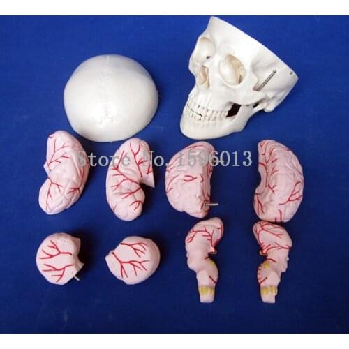 HOT Skull Model with 8 Parts Brain artery, Human Skull anatomy Model
