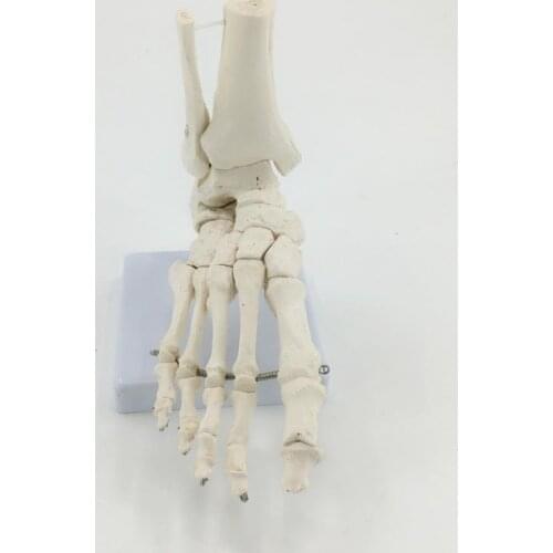 1:1 human foot bone model foot joint orthopedics medical teaching aid anatomy skeleton