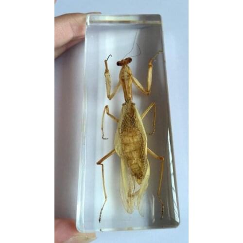 Genuine Real Mantis Specimen Desktop Lucid Cool Gift