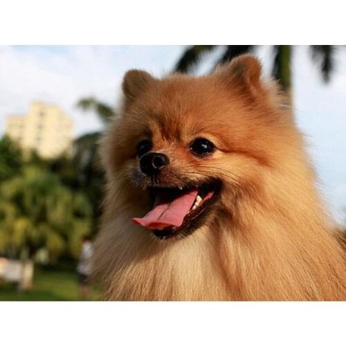 5d full diamond embroidery Pomeranian dog square diy diamond Painting diamond mosaic Needlework diamond picture home decor art