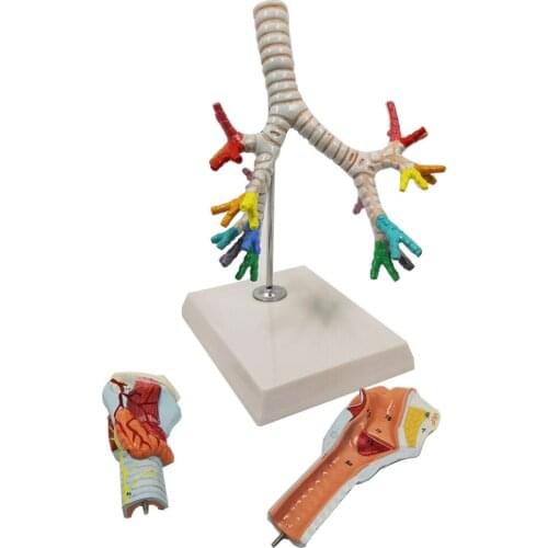 Human Larynx and trachea bronchus Model Larynx anatomical Models lung broncholaryngoscopy teaching medical Model