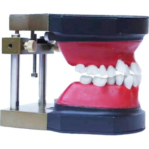 Dental Orthodontic Teeth Model with Typodont Occluder Practice Orthodontic Model with Metal and Ceramic Bracket
