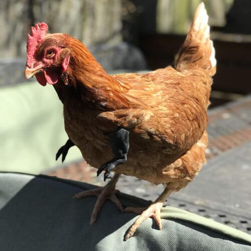 Chicken Arm Toy Gag Gift Chicken Arms Props Chicken Forelimb Decoration Spoof For Pet Themed Party Farm Animal Supplies