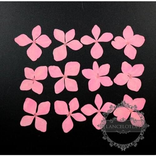 20-35mm real pink dry preserved Hydrangea macrophylla flower DIY glass dome filling supplies 12pcs each pack 1503138