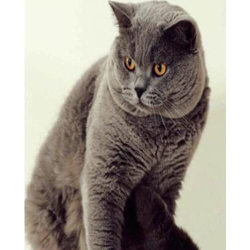 5D DIY Diamond Painting Grey Cat Full Square Round 3D Embroidery Paste Pictures of Rhinestones Cross Stitch Kit Arts Decor DF553