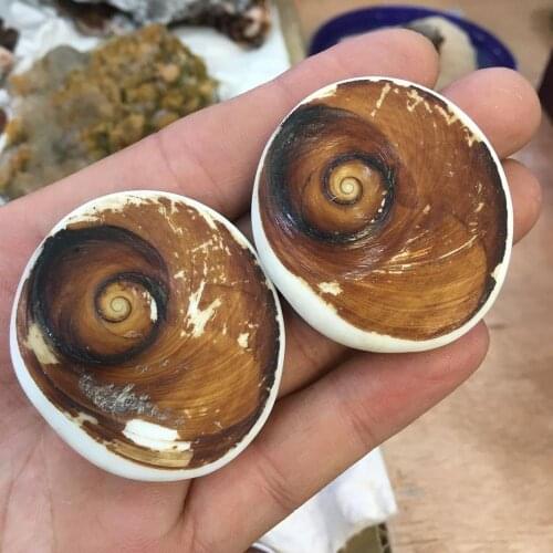 2pcs Natural polished shell fossils for decoration