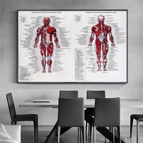 Silk Cloth Muscle System Posters Anatomy Chart 60x80cm Human Body Educational Pictures Mural Home Wall Decoration Accessories