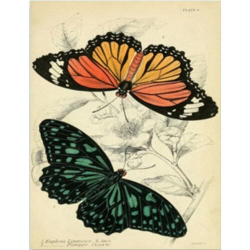 European style Insect Poster Oil Painting by Numbers Wall Pictures for Living Room,Butterfly Canvas Art Painting,No Frame