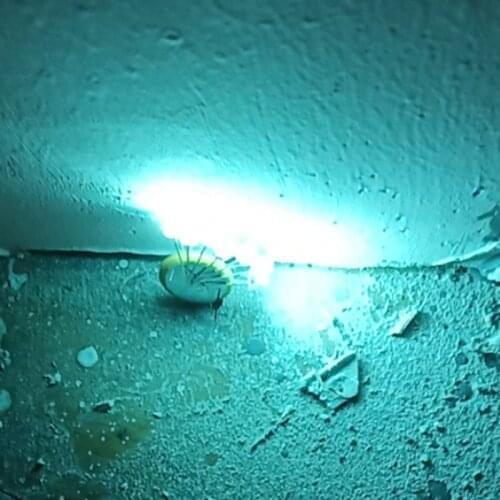 1000PCS/lot F5 5MM straw hat light ice blue / sky blue / Lake blue 2000-2500mcd LED light-emitting diodes water clear DIP lamp