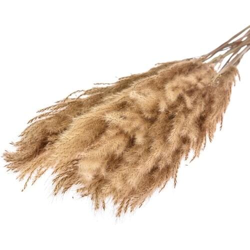 10Pcs Light Color Wedding Flowers Bunch Natural Dried Pampas Grass Phragmites Artificial Plants For Home Decor Wedding Flower Bu