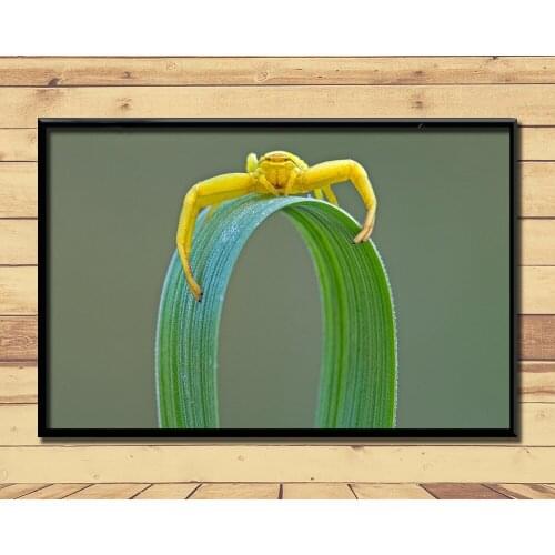 Crab Spiders Strange Animal (8) Wall Posters Prints Silk Art Painting For Home Wall Bedroom Decor