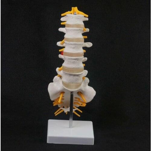 Human Lumbar Spine Caudal Vertebra Structure Intervertebral Disc Joint Model