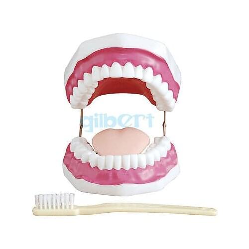 3 Times Magnification Dental Study Teach Clear Teeth Model Tooth Education