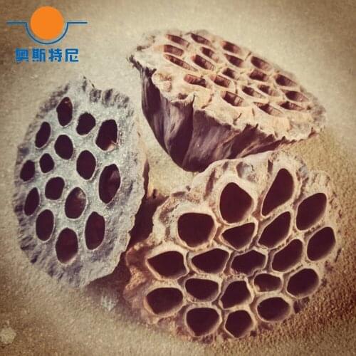 30pcs natural dired lotus seedpod&seedpod of the lotus