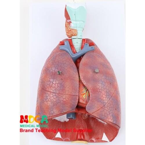 Respiratory System Model, Respiratory Tract, Larynx, Lung, Heart, Human Organ Anatomy Model Medical Teaching MHXXT003