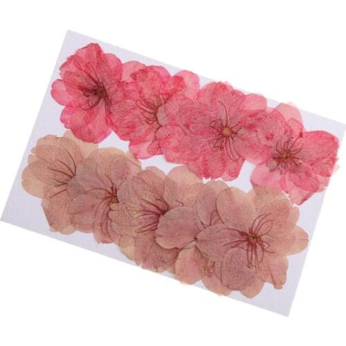 10pcs Natural Pressed Dried Sakura Flower Cherry Blossom for DIY Arts Crafts