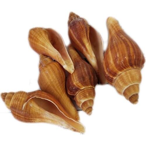 10pcs Natural Sea Shell of shells Married Home Decoration sea conch party children toys sea