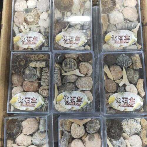 1 Box Mixed Fossil Ore Specimens Science Mineral Rock Museum Teaching Gravel Specimen Materials Natural Stone