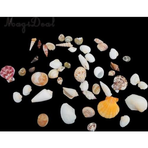 MagiDeal 2 Styles Natural Embellishments Sea Shells Craft Beach Home /School /Weddings /Party Ornaments Decor Gift
