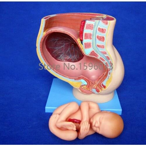 Anatomical Female Pelvis Model with Uterus in the Ninth Month Pregnancy, Nine Month Fetus Model