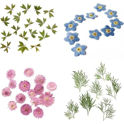 10x Pressed Real Dried Flower Dry Leaves for DIY Crafts Bookmark Card Making