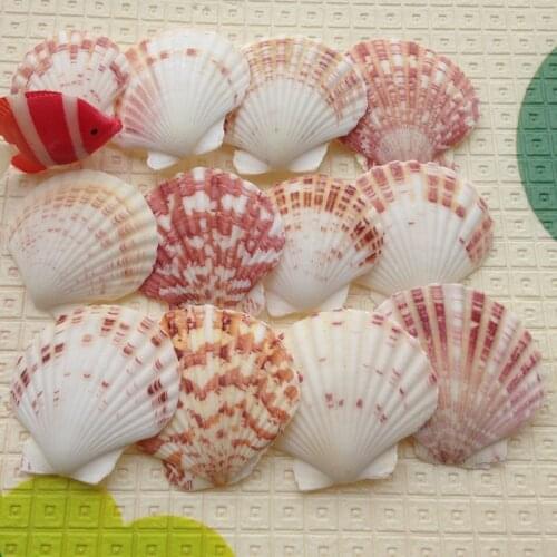20pcs/lot For dec oration shell natural conch color shell multicolour escallop 4-7cm yangtz fish tank decoration sea conch